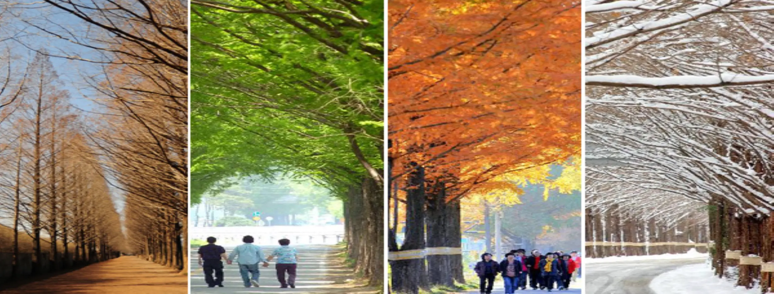 Image for Four Distinct Seasons